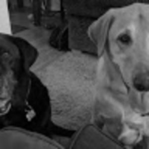 Meet your Posher, Donald